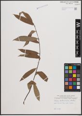 Foto von Salix daltoniana Andersson